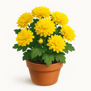 Lavandă uscată în buchet